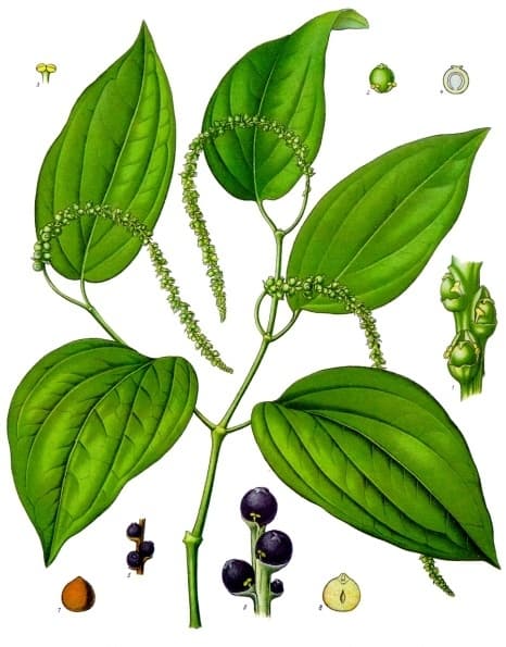 Tinh dầu tiêu đen