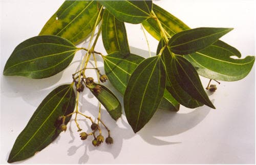 Tinh dầu quế vỏ (Ceylon)
