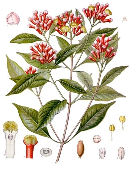 Tinh dầu đinh hương (cuống)