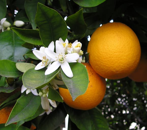 Tinh dầu Neroli (hoa cam đắng — Orange Blossom)