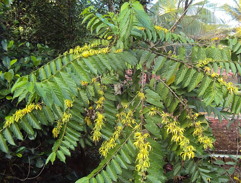 Tinh dầu ylang ylang loại II (Second fraction)