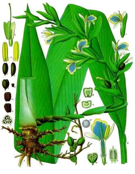 Tinh dầu bạch đậu khấu