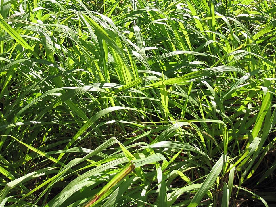 Tinh dầu Sả Java