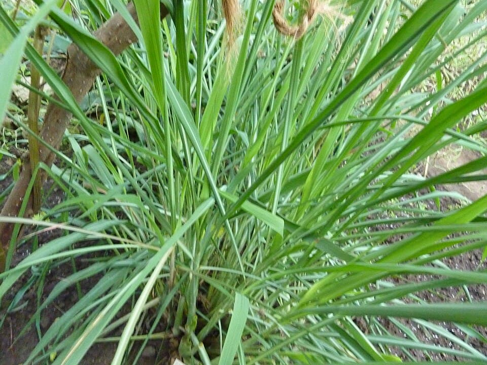 Tinh dầu sả Ceylon (Sri Lanka)