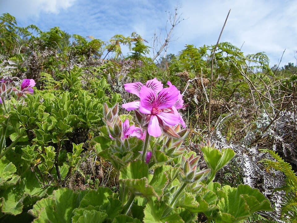 Tinh dầu phong lữ Trung Quốc (Geranium Chinese chemotype)