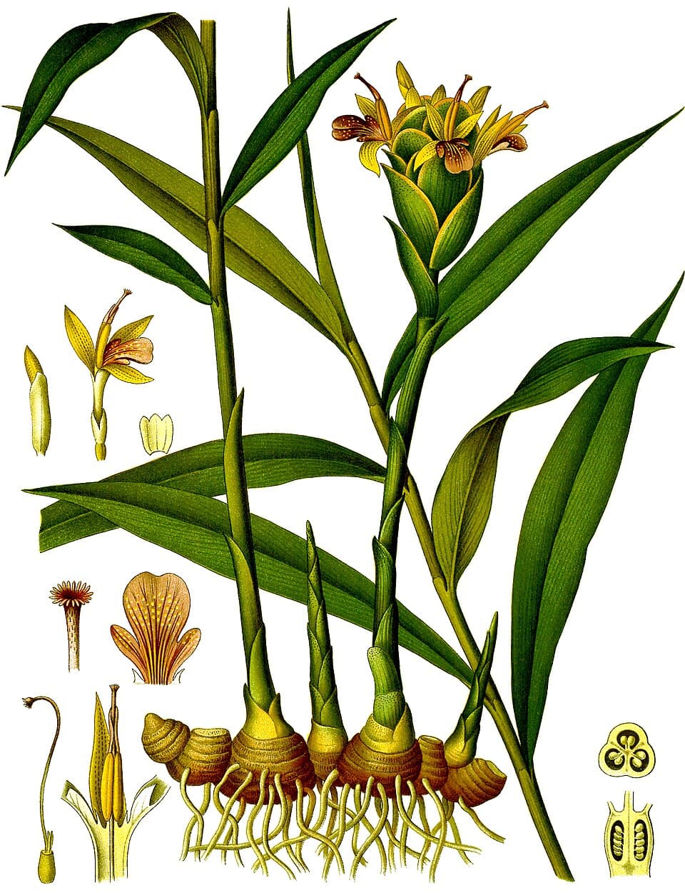 Tinh dầu gừng (Ginger)