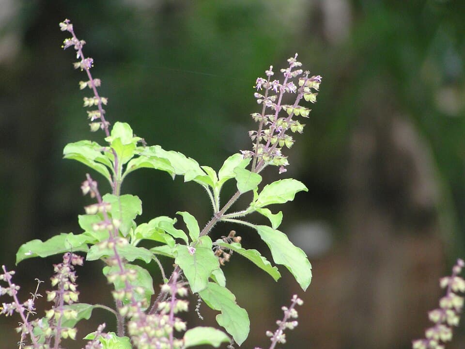 Tinh dầu húng quế linh (Tulsi)