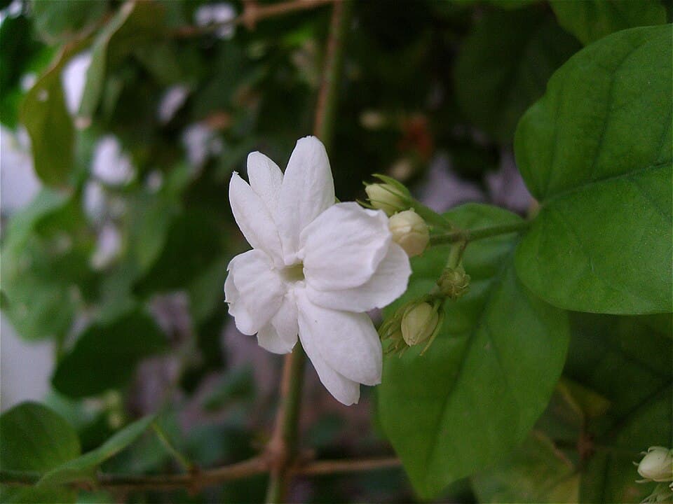 Tinh dầu nhài Sambac (Jasmine sambac absolue)