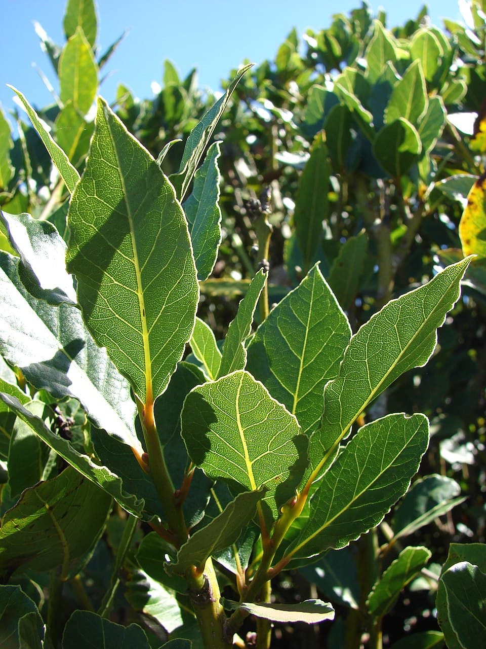 Tinh dầu nguyệt quế (Laurel Leaf / Bay Laurel)