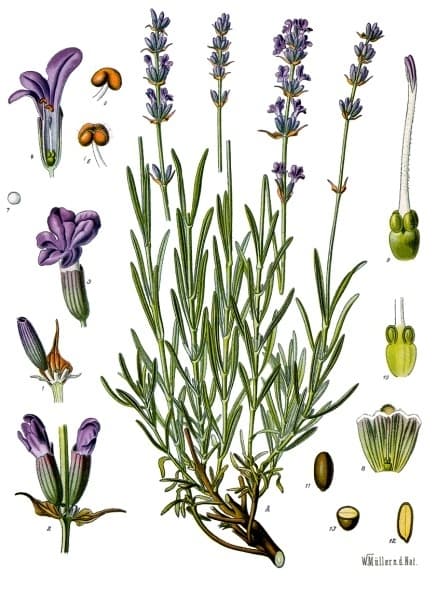 Oải hương (chiết absolue)