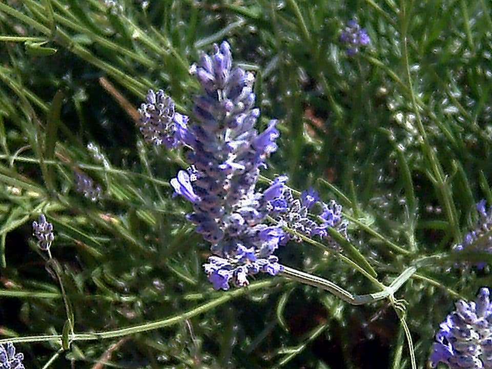 Tinh dầu đinh hương gai / oải hương spike (Lavender Spike)