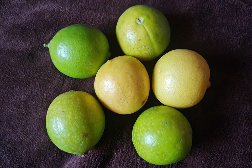 Tinh dầu chanh xanh — chưng cất (Chanh ta / Key lime)