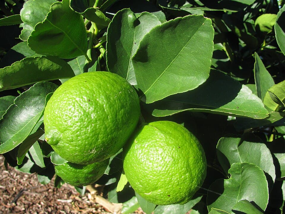 Tinh dầu chanh xanh Ba Tư — ép lạnh (Tahiti/Persian lime)