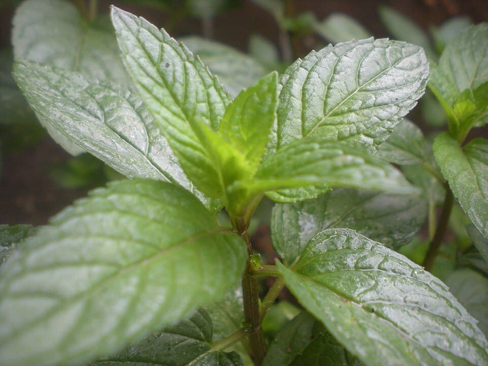 Tinh dầu bạc hà Âu (Peppermint)