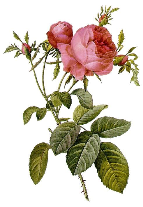 Tinh dầu hoa hồng Centifolia — chiết absolue (Rose de Mai / Cabbage Rose Absolute)